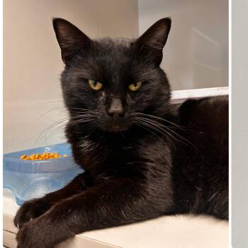 Domestic Short Hair Cats Available for Adoption - Greg | PetCurious