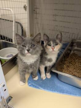 Waylon Jennings -  Domestic Medium Hair Cat for Adoption in Chambersburg, Pennsylvania - Waylon Jennings | PetCurious