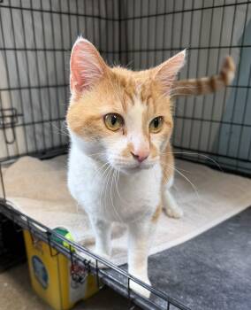 Domestic Short Hair Cats Available for Adoption in Warren, Ohio - Frito | PetCurious