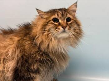 Wally -  Domestic Long Hair and Maine Coon Cat for Adoption in Golden Valley, Minnesota - Wally | PetCurious