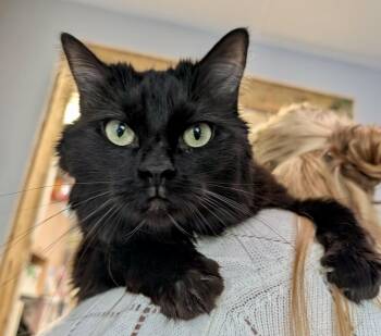 SUNSUN (CR/SC) -  Domestic Medium Hair Cat for Adoption in Sainte-angèle-de-monnoir, Quebec - SUNSUN (CR/SC) | PetCurious