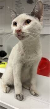 Rescue Domestic Short Hair Cats for Adoption in Rosenberg, Texas - LAURIE | PetCurious