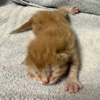 Milly -  Domestic Short Hair Cat for Adoption in Yuma, Arizona - Milly | PetCurious