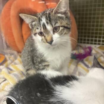 Paige -  Domestic Short Hair Cat for Adoption - Paige | PetCurious