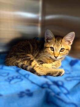 Niles -  Domestic Short Hair Cat for Adoption in Sebastian, Florida - Niles | PetCurious