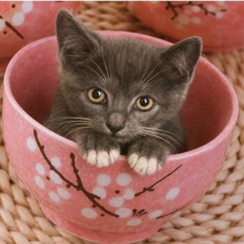 Sticky Rice -  Domestic Medium Hair Cat for Adoption in Westminster, California - Sticky Rice | PetCurious
