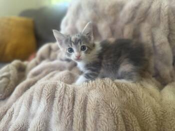 Domestic Medium Hair Cats Available for Adoption in Gradyville, Kentucky - Babs | PetCurious