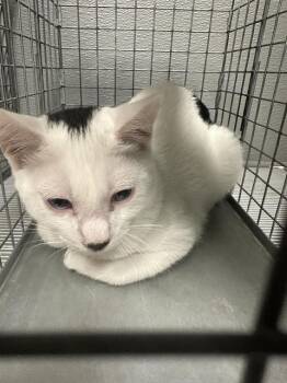 JOSHY -  Domestic Short Hair Cat for Adoption in Las Vegas, Nevada - JOSHY | PetCurious
