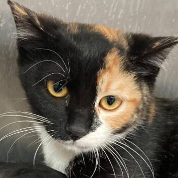 Cali -  Domestic Short Hair Cat for Adoption in Buffalo, Wyoming - Cali | PetCurious