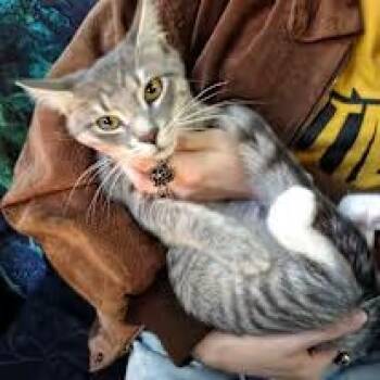 Rescue Domestic Short Hair Cats for Adoption - Max | PetCurious