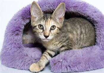 MISSY -  Domestic Short Hair Cat for Adoption in Fort Lauderdale, Florida - MISSY | PetCurious