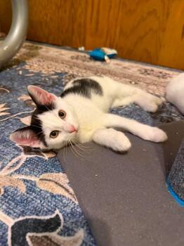Lambo -  Domestic Short Hair Cat for Adoption in Stoughton, Wisconsin - Lambo | PetCurious