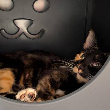 Alice -  Domestic Short Hair Cat for Adoption in Titusville, Florida - Alice | PetCurious