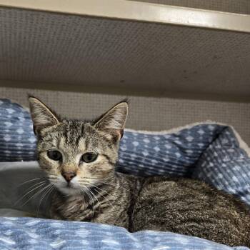 Domestic Short Hair Cats Available for Adoption in Graham, Texas - Jovy | PetCurious