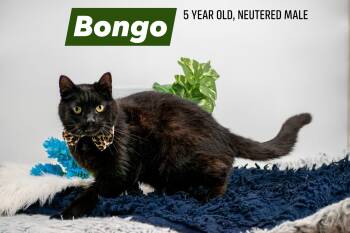 Mr Bongo -  Domestic Short Hair Cat Available for Adoption in Sevierville, Tennessee - Mr Bongo | PetCurious