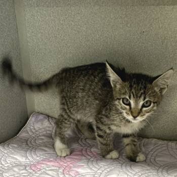 Rescue Domestic Short Hair Cats for Adoption in Austin, Texas - Jigglypuff | PetCurious