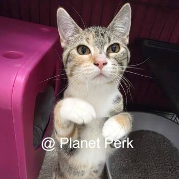 Jessica -  Domestic Short Hair Cat for Adoption in Oshkosh, Wisconsin - Jessica | PetCurious