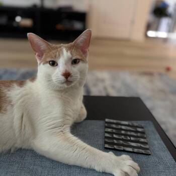 Toodia -  Domestic Short Hair Cat for Adoption - Toodia | PetCurious