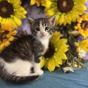 Honey Smacks -  Domestic Short Hair Cat for Adoption in Toms River, New Jersey - Honey Smacks | PetCurious