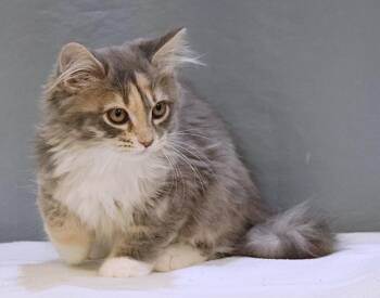 Winter -  Domestic Medium Hair Cat for Adoption in Maynardville, Tennessee - Winter | PetCurious