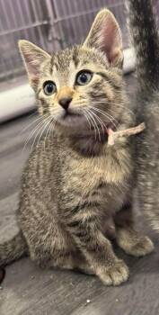 Domestic Short Hair Cats Available for Adoption in Taycheedah, Wisconsin - Blu | PetCurious