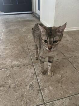 Domestic Short Hair Cats Available for Adoption in Lancaster, California - Dixie | PetCurious