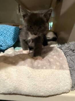 W3 Marlow -  Domestic Short Hair Cat for Adoption in Ashland, Wisconsin - W3 Marlow | PetCurious