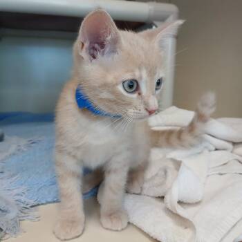 Feta -  Domestic Short Hair Cat for Adoption in Fairport, New York - Feta | PetCurious