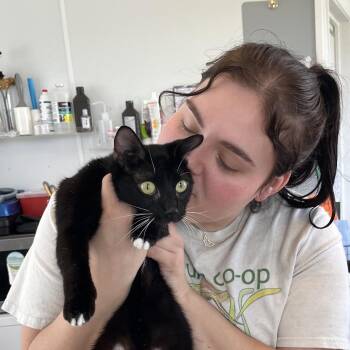 Domestic Short Hair Cats Available for Adoption - Xanthia | PetCurious