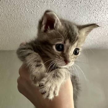 Bodie -  Domestic Short Hair Cat for Adoption in Durango, Colorado - Bodie | PetCurious