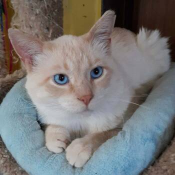Domestic Short Hair Cats Available for Adoption in Middleton, Wisconsin - Grapefruit (FIV+) | PetCurious