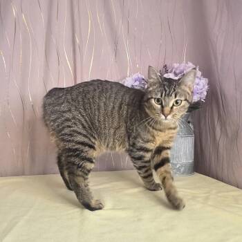 Princess -  American Bobtail Cat for Adoption in Long Beach, Mississippi - Princess | PetCurious