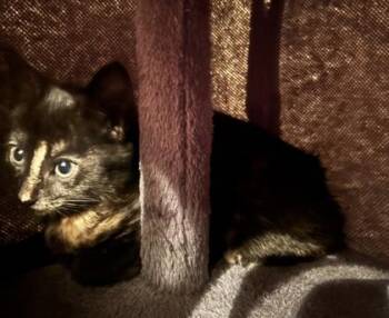 Domestic Short Hair Cats Available for Adoption in Fairfax, Virginia - Coco Loco | PetCurious