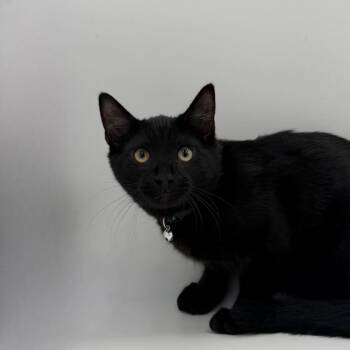 Quesarito -  Domestic Short Hair Cat for Adoption in State College, Pennsylvania - Quesarito | PetCurious