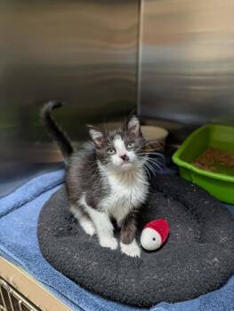 Ricky Bobby -  Domestic Short Hair Cat Available for Adoption in Chambersburg, Pennsylvania - Ricky Bobby | PetCurious