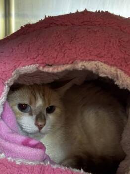 Domestic Short Hair Cats Available for Adoption in Roseville, California - Flash | PetCurious