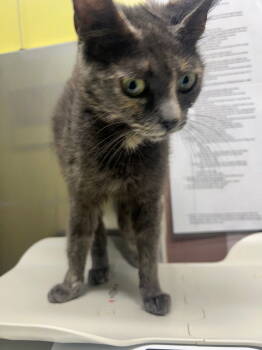 Rescue Dilute Calico Cats for Adoption in Lovingston, Virginia - Gypsy | PetCurious