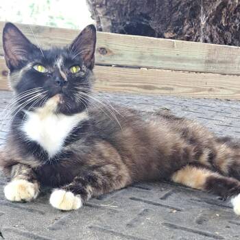 Rescue Tortoiseshell Cats for Adoption in Williston, Florida - Jenni | PetCurious