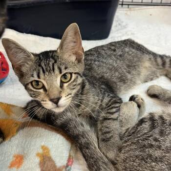 Crumble -  Domestic Short Hair Cat for Adoption in Wappingers Falls, New York - Crumble | PetCurious