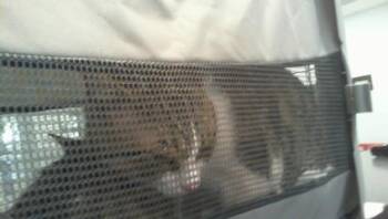 Domestic Short Hair Cats Available for Adoption in Charlotte, North Carolina - A1263330 | PetCurious