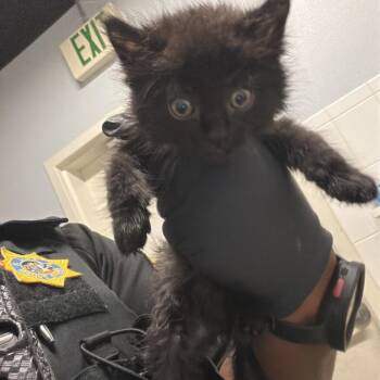 Bo* -  Domestic Long Hair Cat for Adoption in San Gabriel, California - Bo* | PetCurious