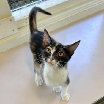 Toasty -  Domestic Short Hair Cat for Adoption in Honolulu, Hawaii - Toasty | PetCurious