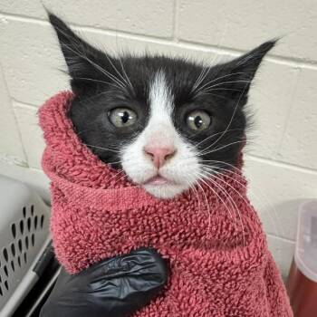 Bebop -  Domestic Short Hair Cat for Adoption in Reno, Nevada - Bebop | PetCurious