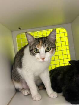 Domestic Short Hair Cats Available for Adoption - Shiloh 7609 | PetCurious