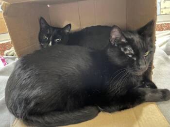 Lilli Bean -  Domestic Short Hair Cat for Adoption in Stratham, New Hampshire - Lilli Bean | PetCurious