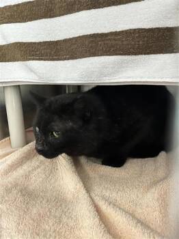 Domestic Short Hair Cats Available for Adoption in Montreal, Quebec - Lucky | PetCurious