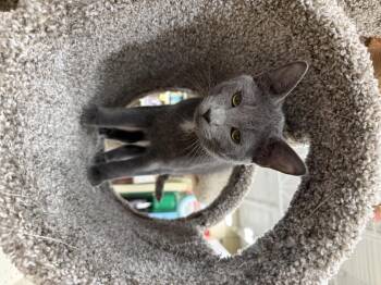 Russian Blue and Domestic Short Hair Cats Available for Adoption - Gravy  | PetCurious