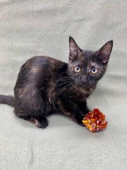 Tortoiseshell Cats Available for Adoption in Grants Pass, Oregon - Maple | PetCurious