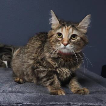 Flotsam -  Domestic Medium Hair Cat for Adoption in Lakeland, Florida - Flotsam | PetCurious