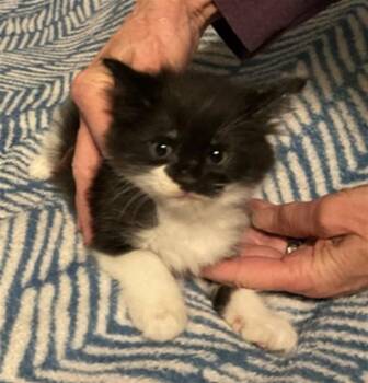 Domestic Medium Hair Cats Available for Adoption in Pasadena, Texas - SPITFIRE | PetCurious